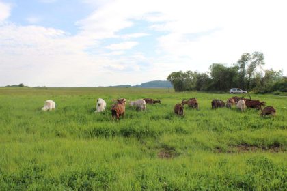 Mes chèvres
